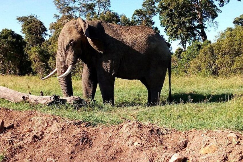 Mombasa & Diani: Group Day Trips to Tsavo Park 3