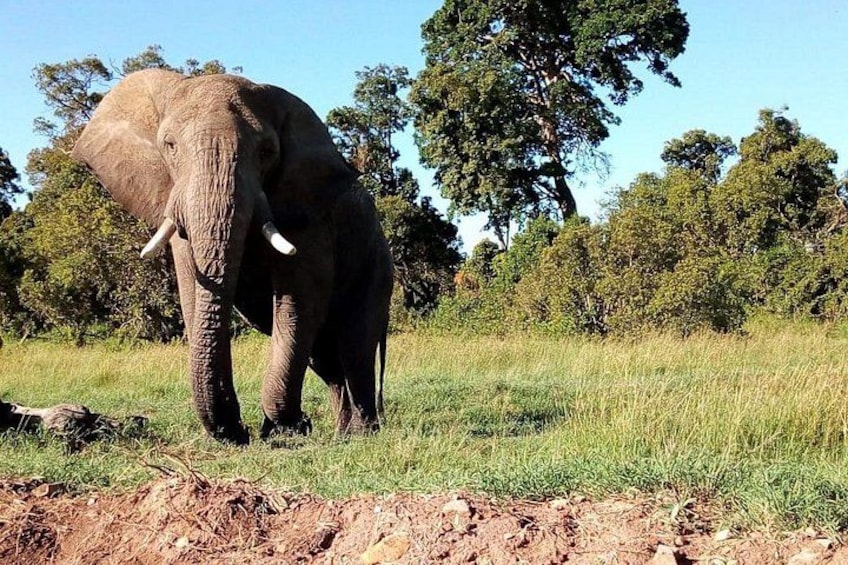 Mombasa & Diani: Group Day Trips to Tsavo Park 2