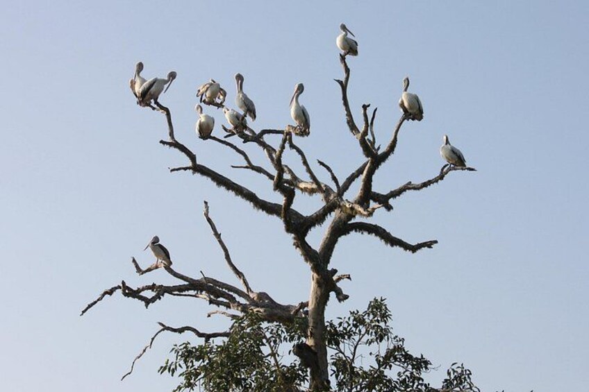 Yala National Park Jeep Safari - One Day Trip 2