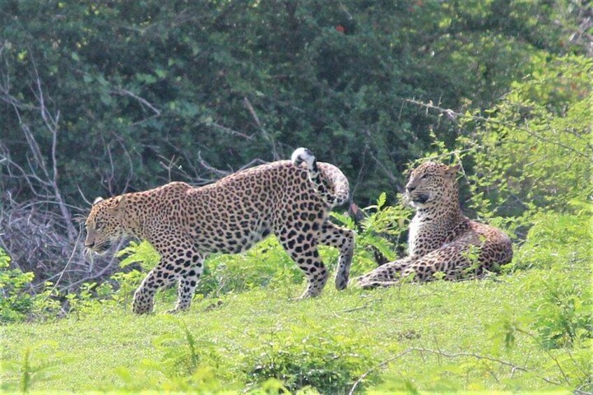 Leopards at Yala National Park 1