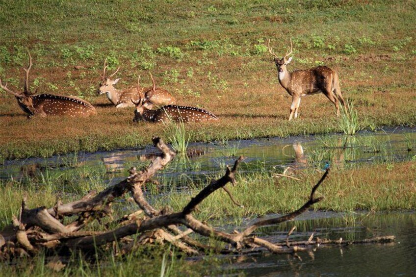 Yala National Park Jeep Safari - One Day Trip 4