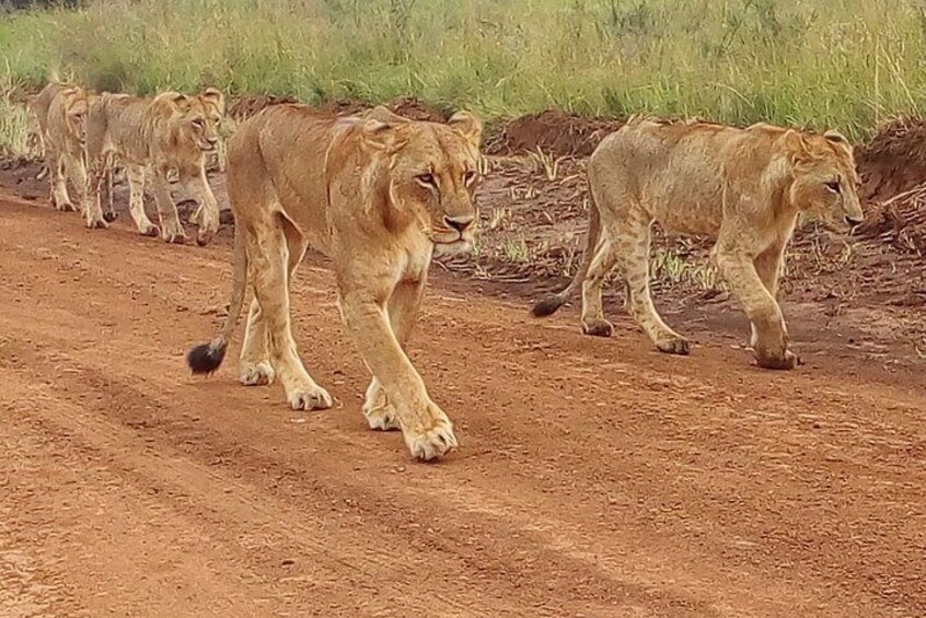 A group of lions walking on a dirt road in a grassy area. 1
