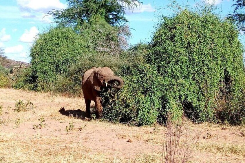 An elephant near bushes in a dry, open landscape. 2