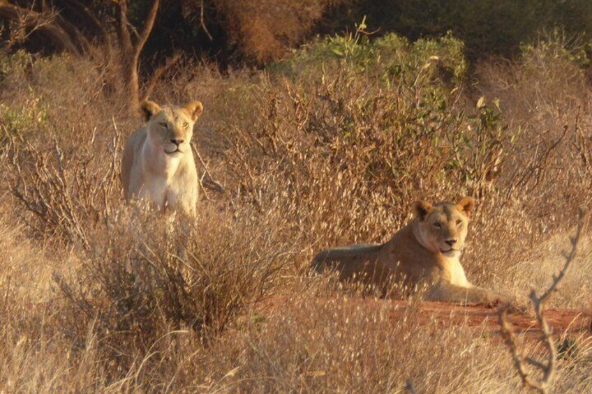 Two lions in a grassy savannah with dry bushes and trees in the background. 3