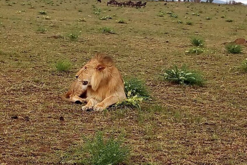 A lion resting on the ground in a grassy field with scattered plants. 5