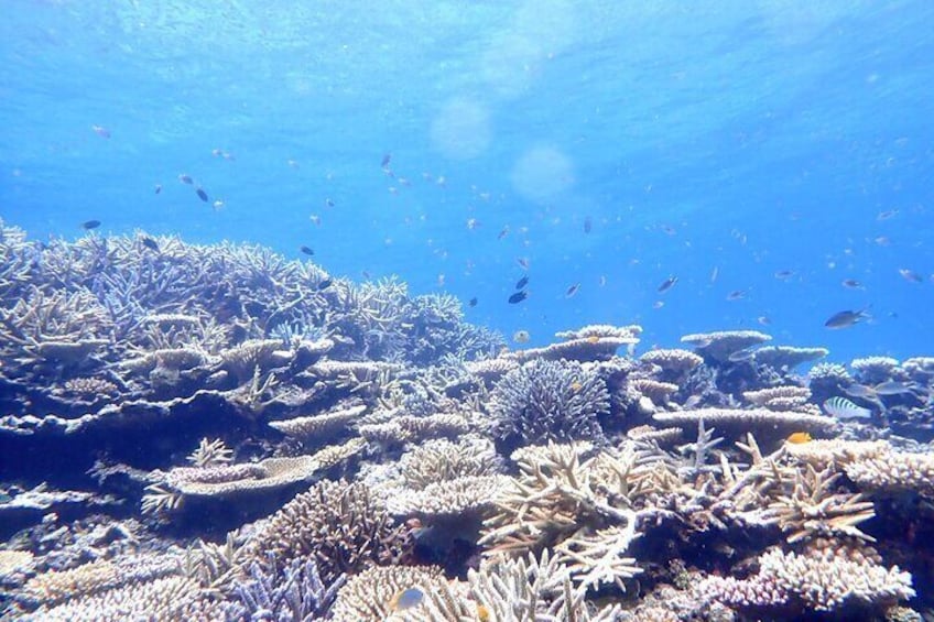 An underwater coral reef with various types of coral formations and schools of fish. 4