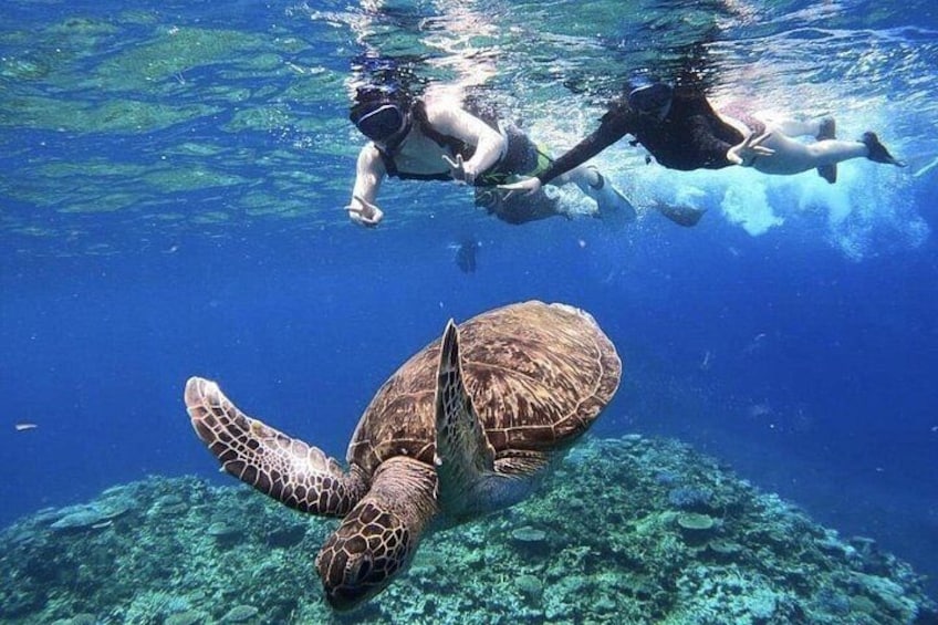 Okinawa Iriomote Snorkeling Tour at Coral Island 2
