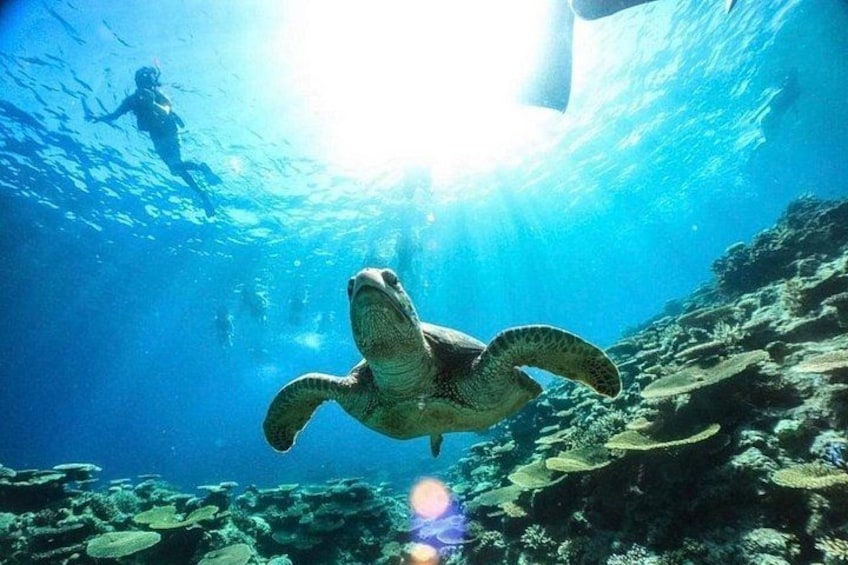 A sea turtle swimming underwater with a diver in the background. 1