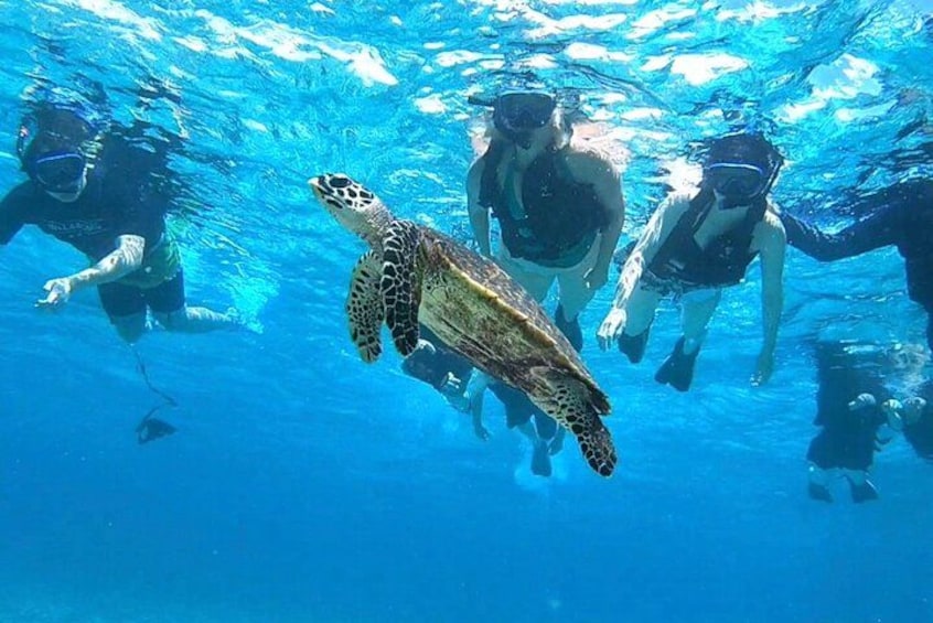 A sea turtle swimming underwater with snorkelers. 4