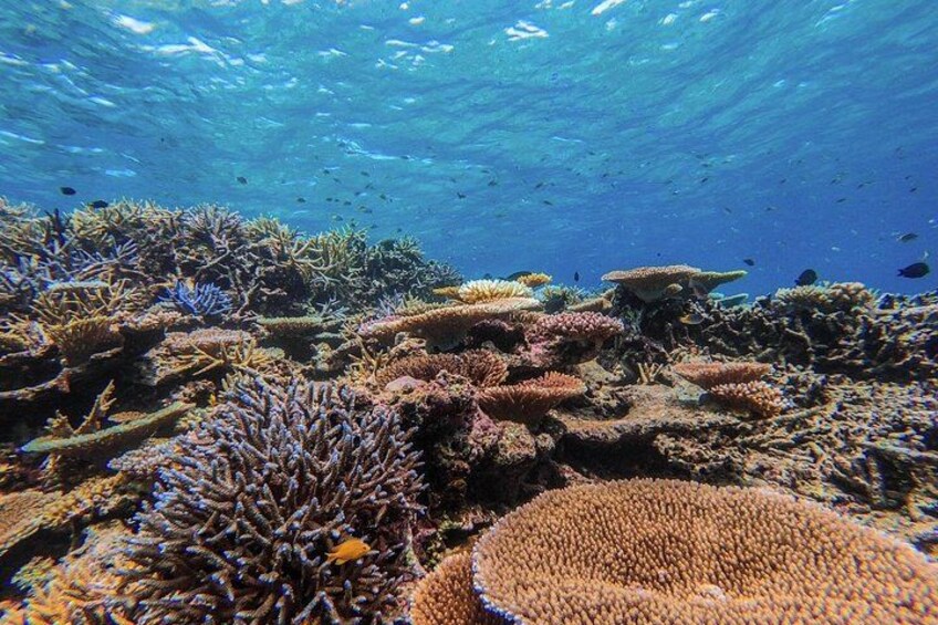Okinawa Iriomote Snorkeling Tour at Coral Island 3