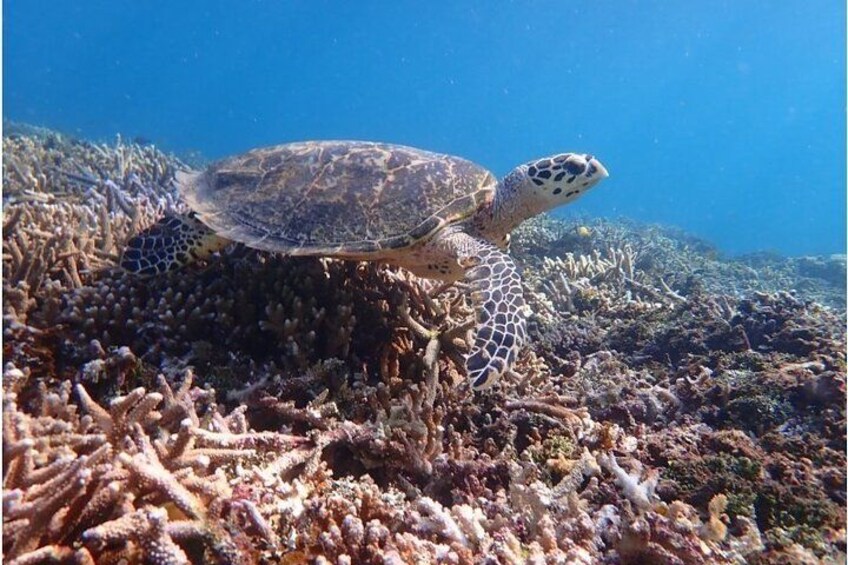 Okinawa Iriomote Snorkeling Tour at Coral Island 4