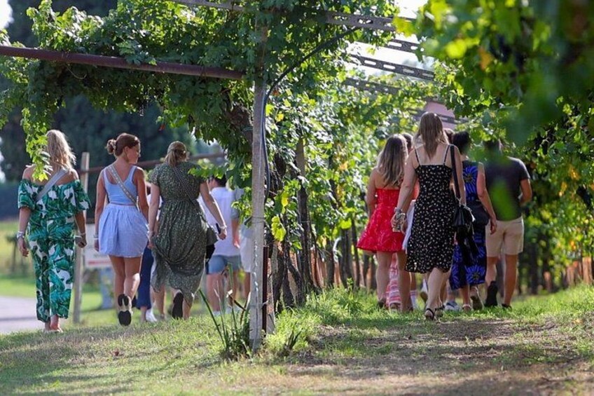 People walking along a vineyard path. 4