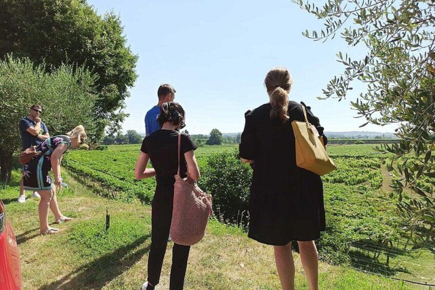 Winery Tour and Tasting of Garda Wines in Lazise 2
