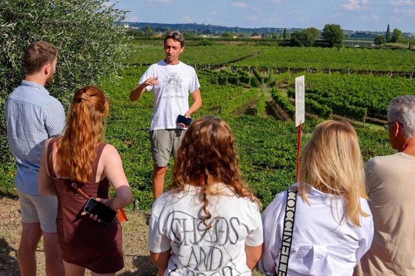 A group of people in a vineyard. 1