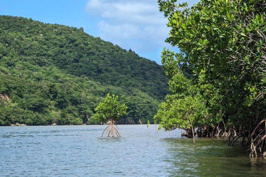 A mangrove forest with a tree in the water, surrounded by lush green hills. 2