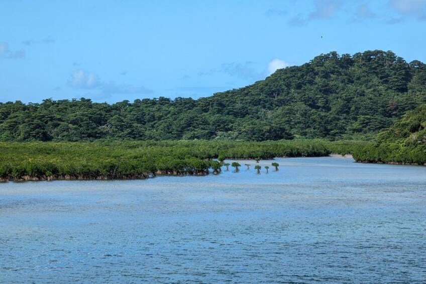 A river with dense greenery on the banks and a hill in the background. 3