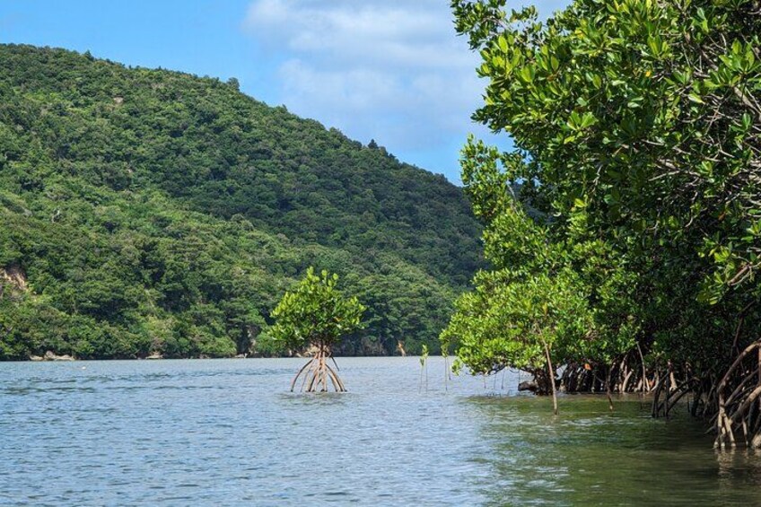 A mangrove forest by a calm lake with a hill in the background. 2