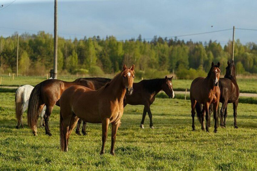 Our herd of horses 2