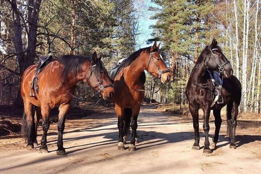 Tres caballos de pie sobre un sendero de tierra en una zona boscosa. 1