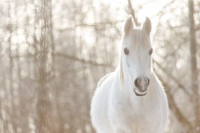 Horseback ride (1 hour)