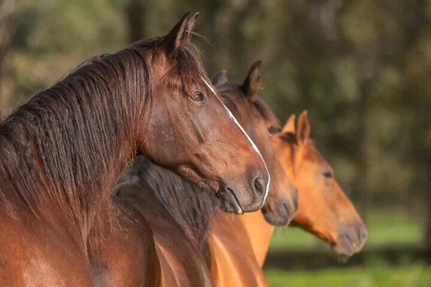 Horseback ride (1 hour)