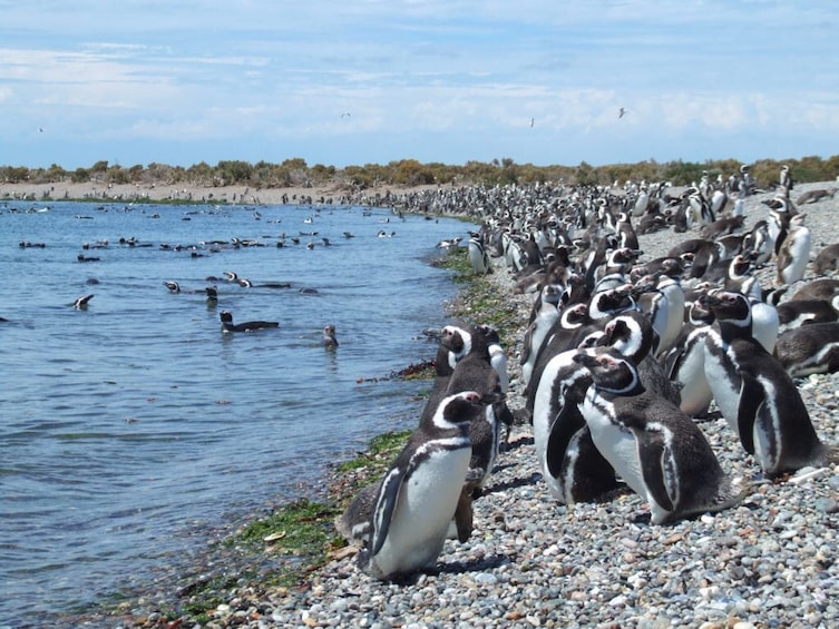 Punta Tombo Full-Day Tour