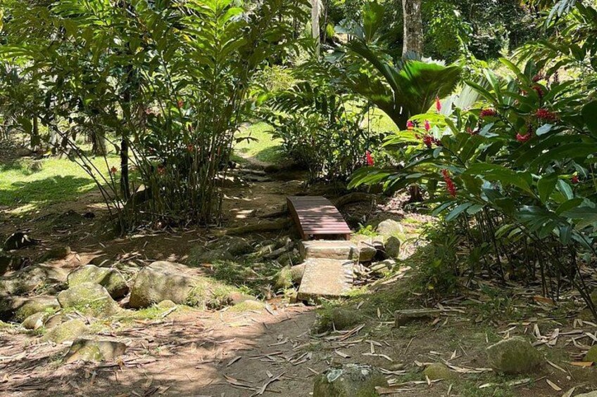 A stone pathway through a lush garden with various plants and trees. 4