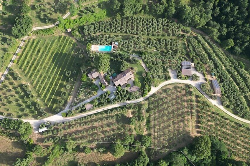Organic cooking class with a sommelier in an Olive and wine farm 2