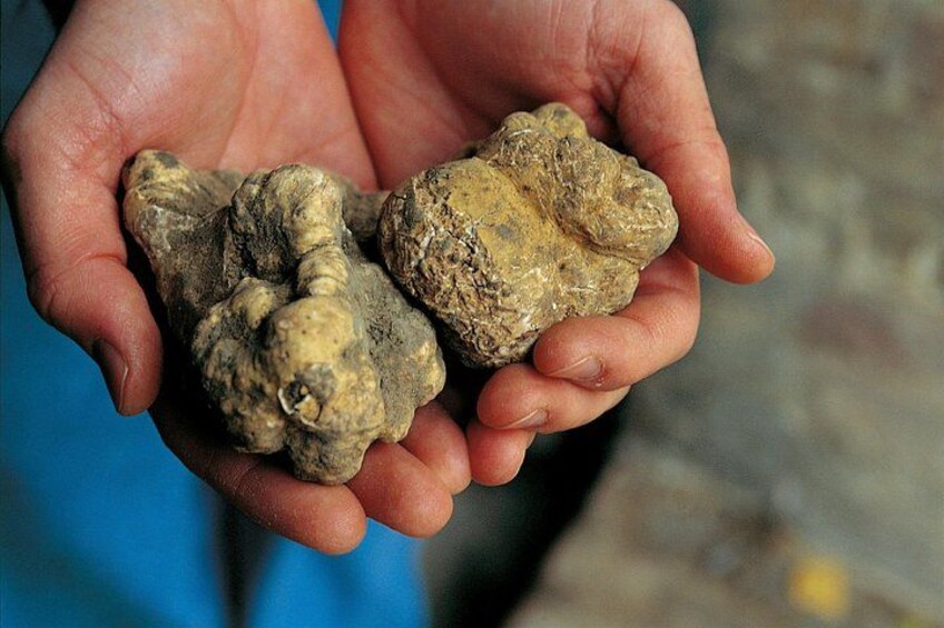Private Truffle Hunting in Chianti 4