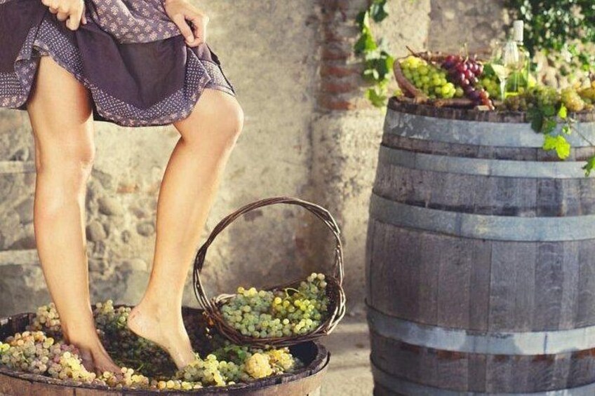 grape stomping 5