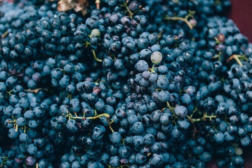 Private Grape stomping at Chianti Farmhouse 3