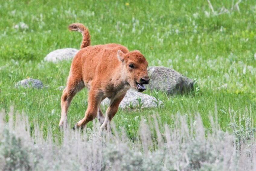 Springtime in Yellowstone Park brings new life