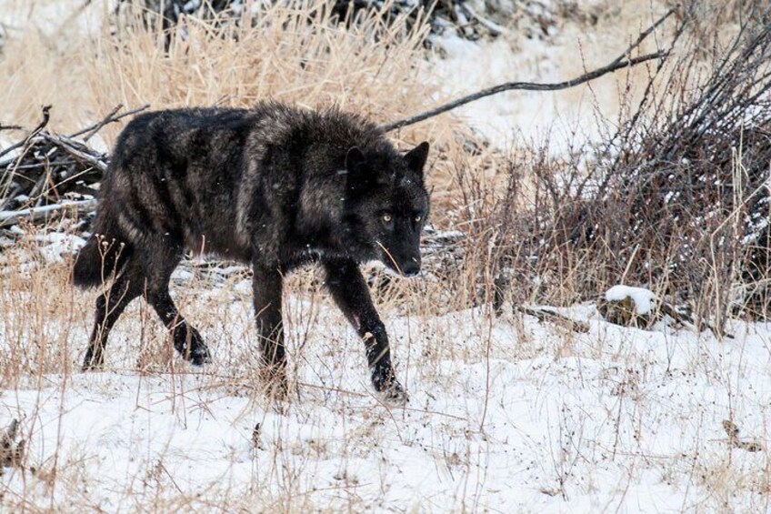 Early spring wolf sighting