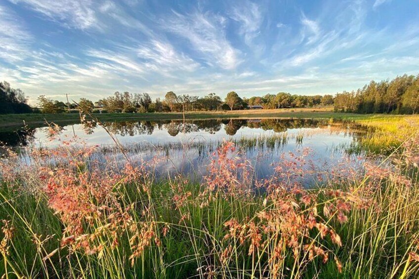 A calm lake with pink flowering plants in the foreground, surrounded by trees and a clear sky. 2