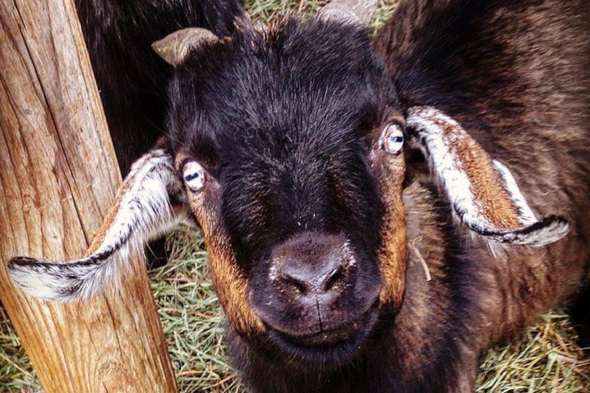 Goat at farm stand 4