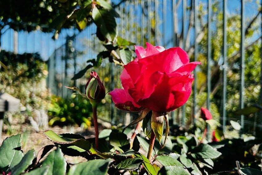 A red rose in full bloom with green leaves and a bud, set against a background of a fence and foliage. 3