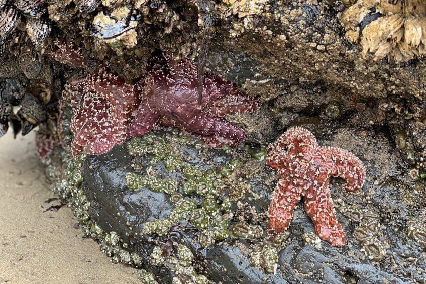 Starfish at low tide 2