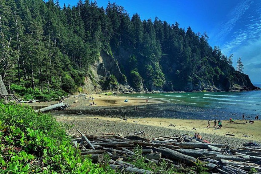 A forested beach with people walking and sitting on the sand. 2