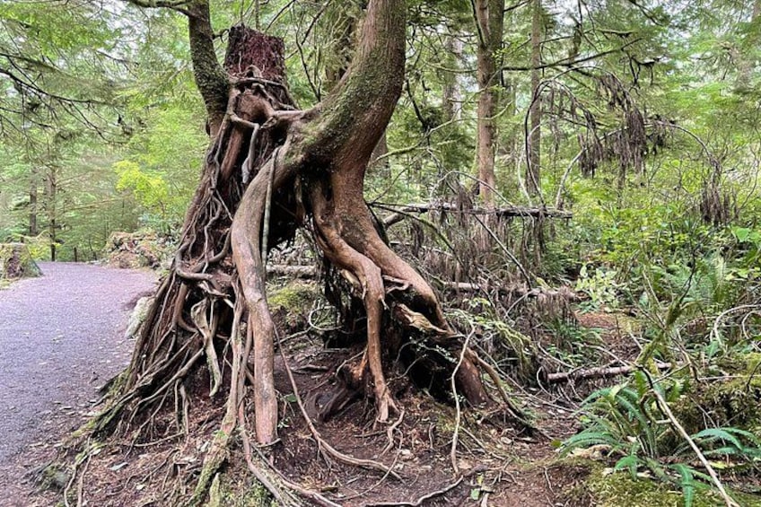 A large tree with extensive roots and a fallen trunk in a forest. 3