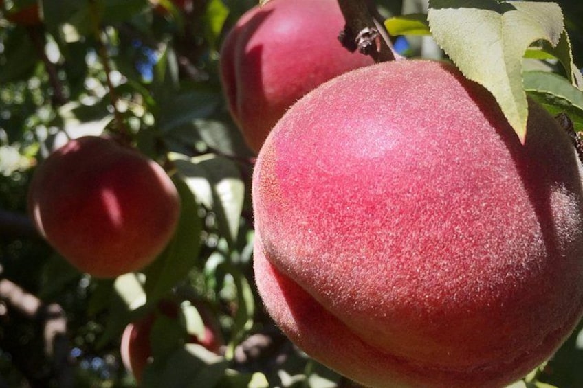 Peaches in Oregon Fruit Loop 2