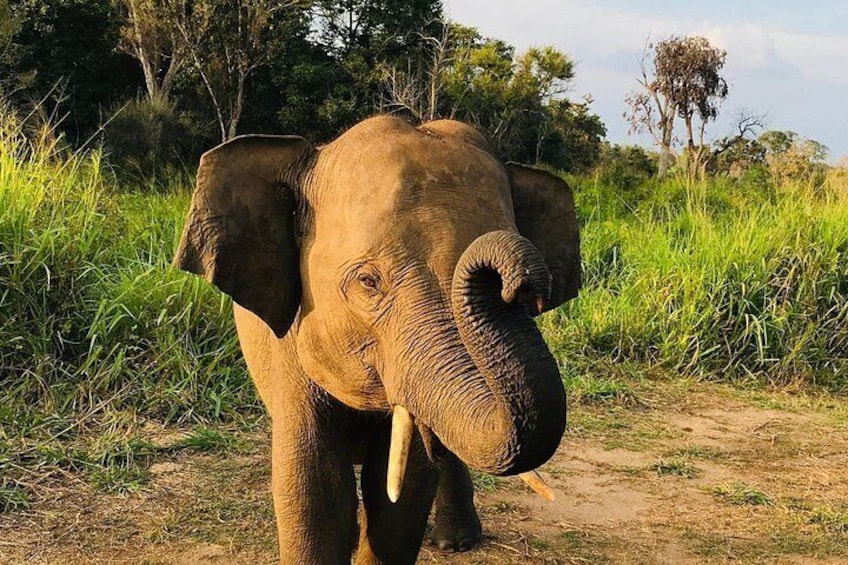 An elephant standing on a dirt path surrounded by tall grass and trees. 1