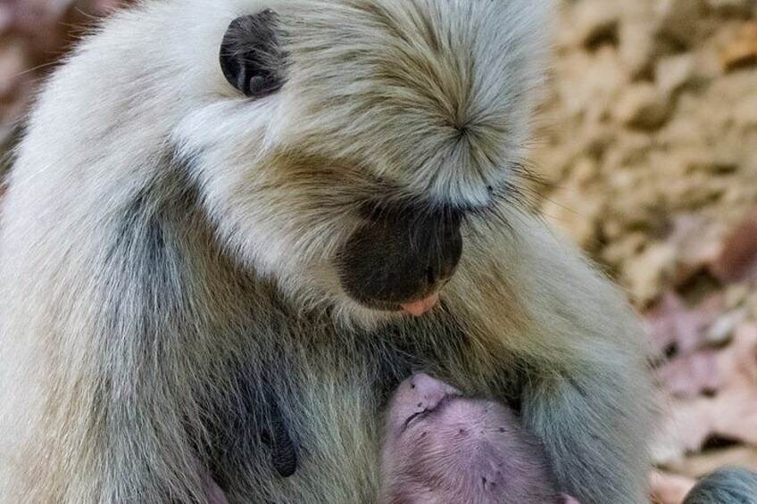 Mother's Love @ Jim Corbett