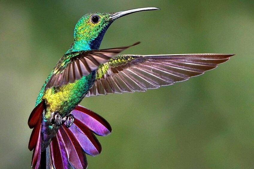 Un colibrí en vuelo con plumas iridiscentes verde y morado, posado sobre un objeto morado. 4