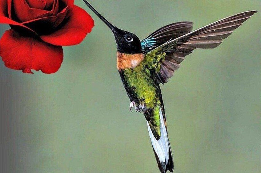 Un colibrí suspendido cerca de una rosa roja. 5