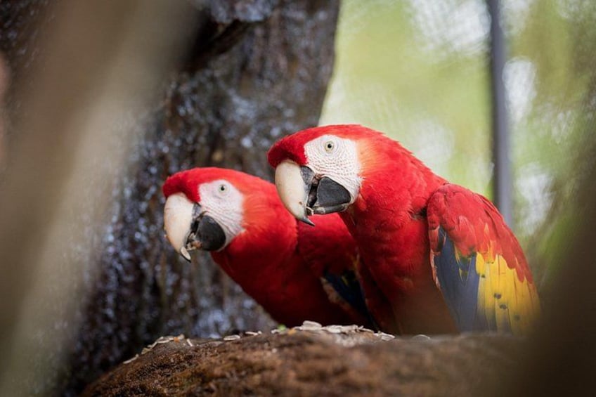 Dos guacamayos rojos posados en una rama. 3
