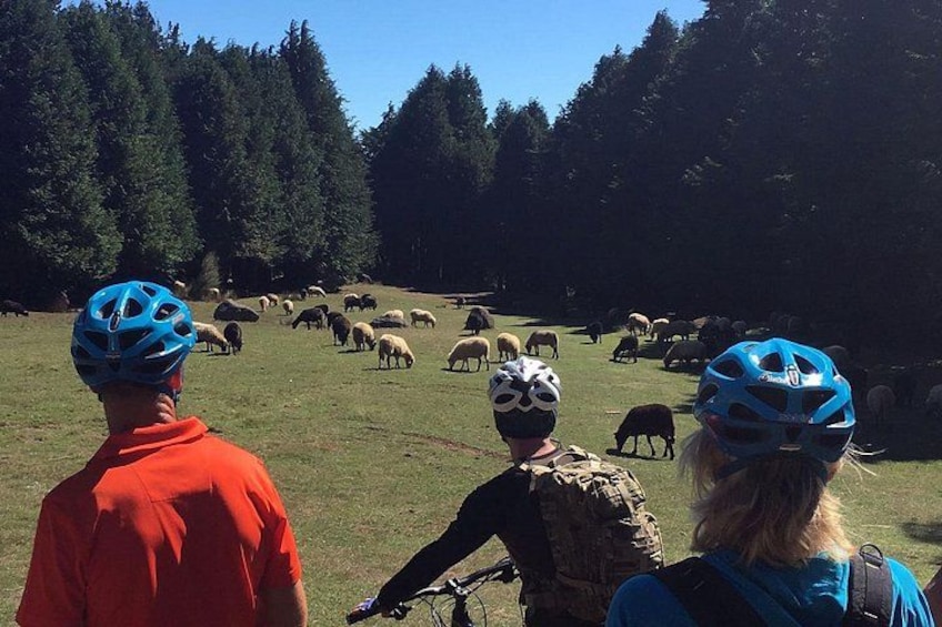 Un groupe de cyclistes observe un troupeau de moutons qui paît dans un champ verdoyant, avec des arbres en arrière-plan. 1