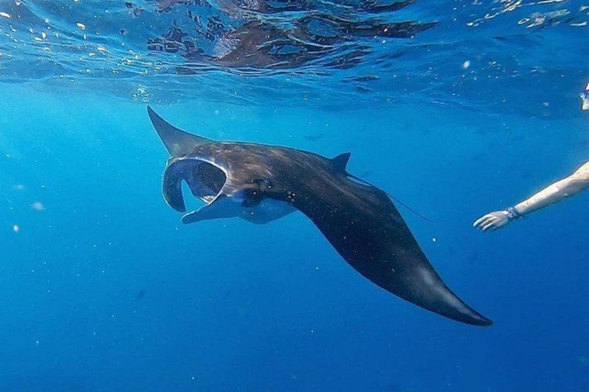 Three Islands Snorkeling (3 Spots) Manta Rays - From Lembongan 4