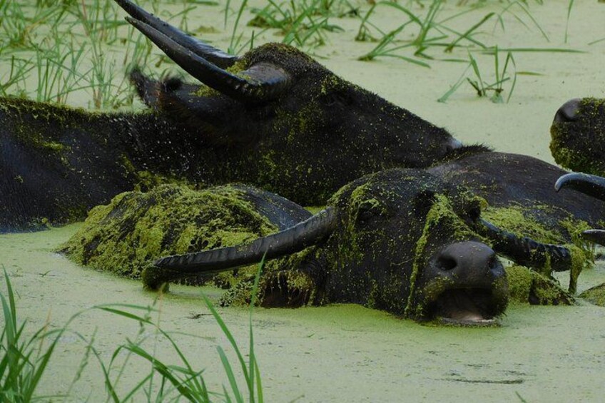 A buffalo lying in a muddy water body with green algae. 2