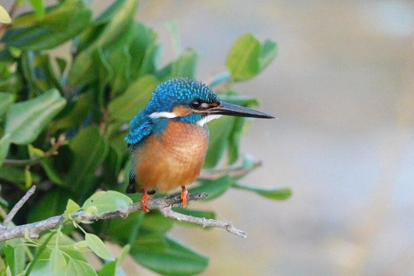 A bird perched on a branch with green leaves in the background. 4
