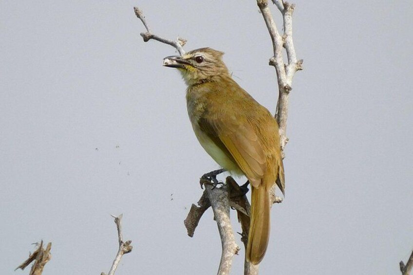 A bird perched on a branch. 3